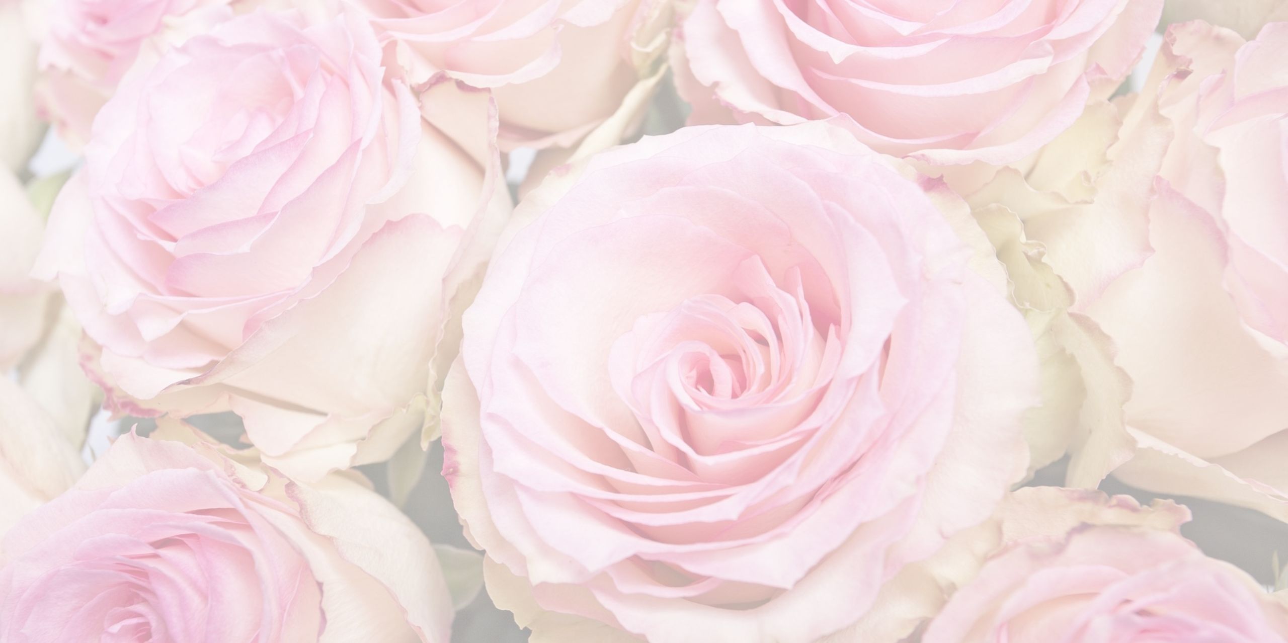 Zartrosa Rosen – Symbol für natürliche Hautpflege und sanfte Beratung durch Iris Haumacherin in Abstatt