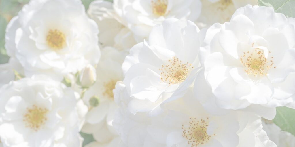 Weiße Rosen – Symbol für natürliche Hautpflege und Impulse für gesunde HautHaut-Impulse für natürliche Hautpflege